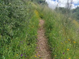 Flora del Cerro Masatrigo